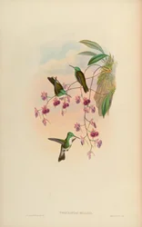 Thaumatias milleri